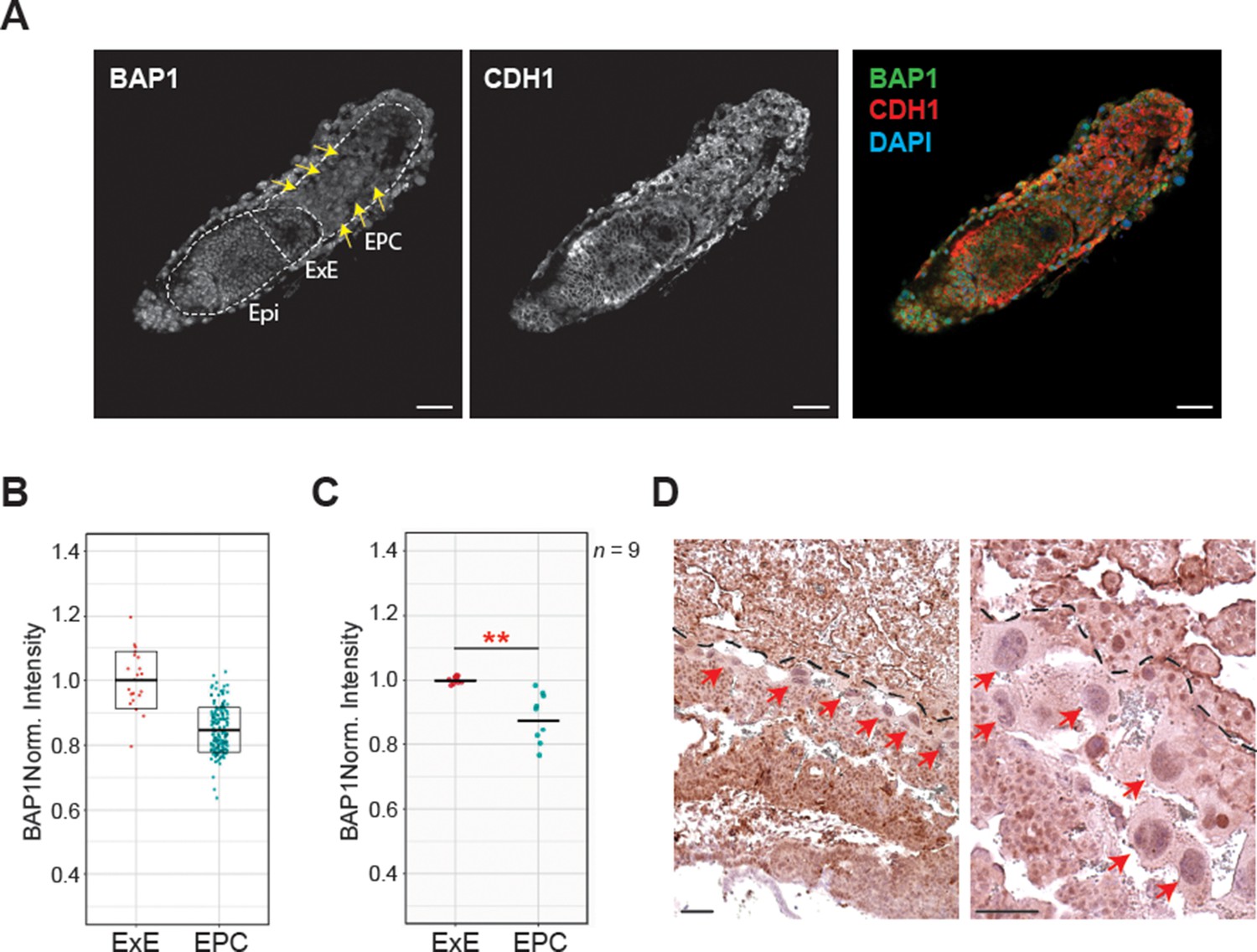 Figures and data in BAP1/ASXL complex modulation regulates epithelial ...