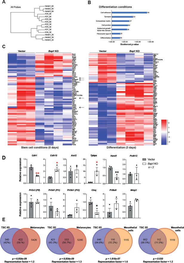 Figures And Data In BAP1/ASXL Complex Modulation Regulates Epithelial ...