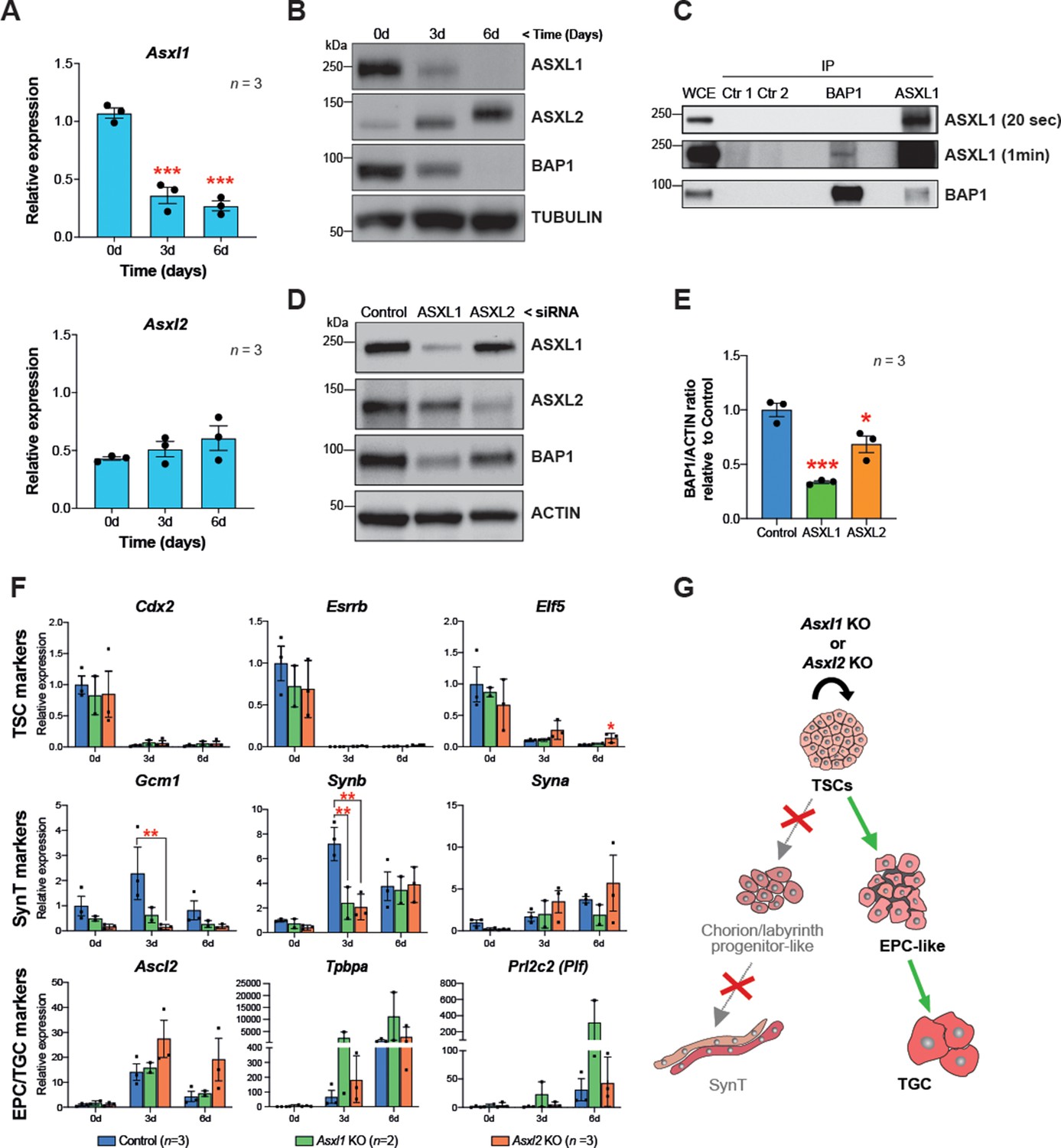 BAP1/ASXL Complex Modulation Regulates Epithelial-mesenchymal ...