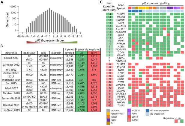 Dissecting the DNA binding landscape and gene regulatory network of p63 