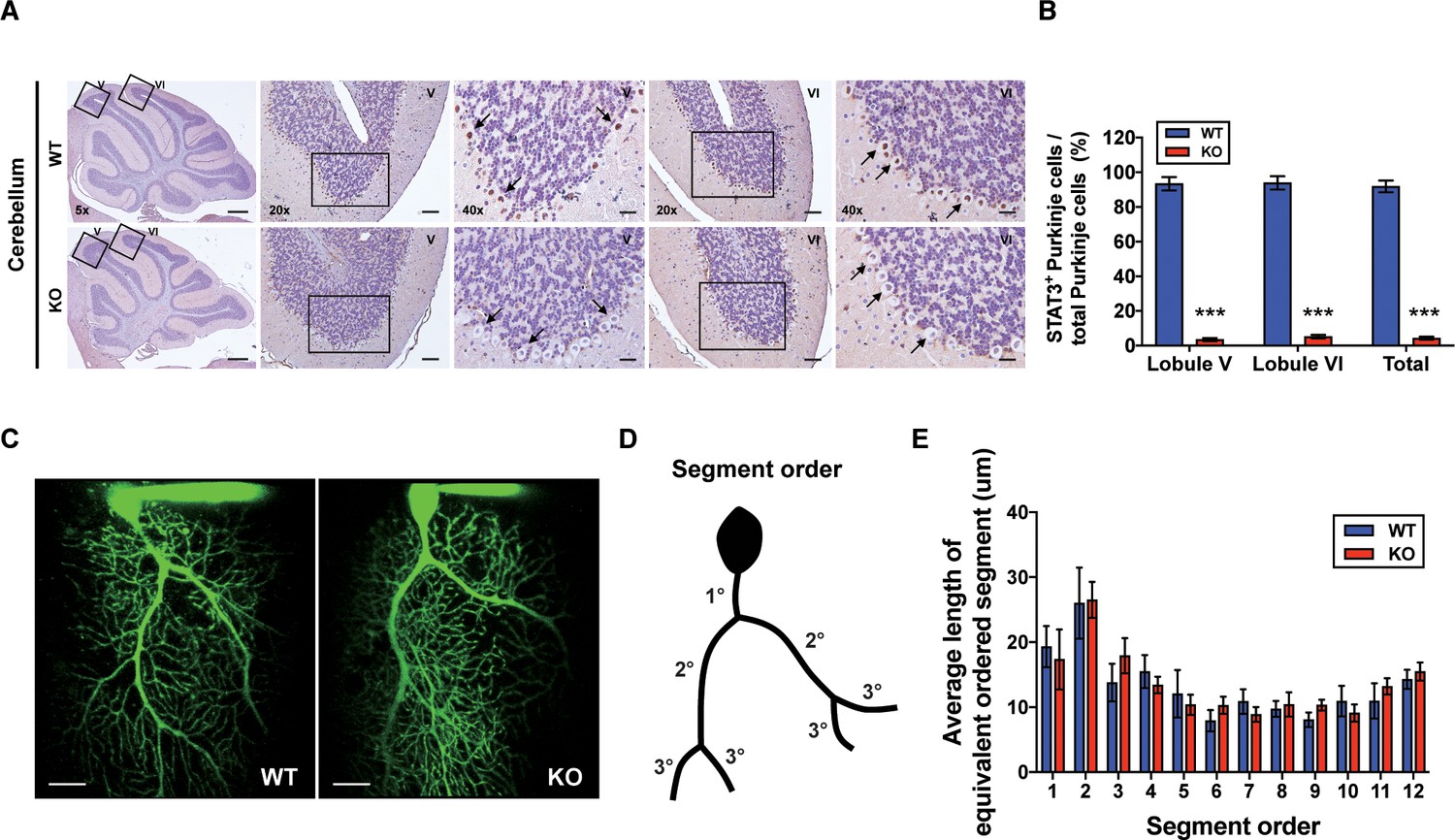 Figures And Data In Ablation Of STAT3 In Purkinje Cells Reorganizes