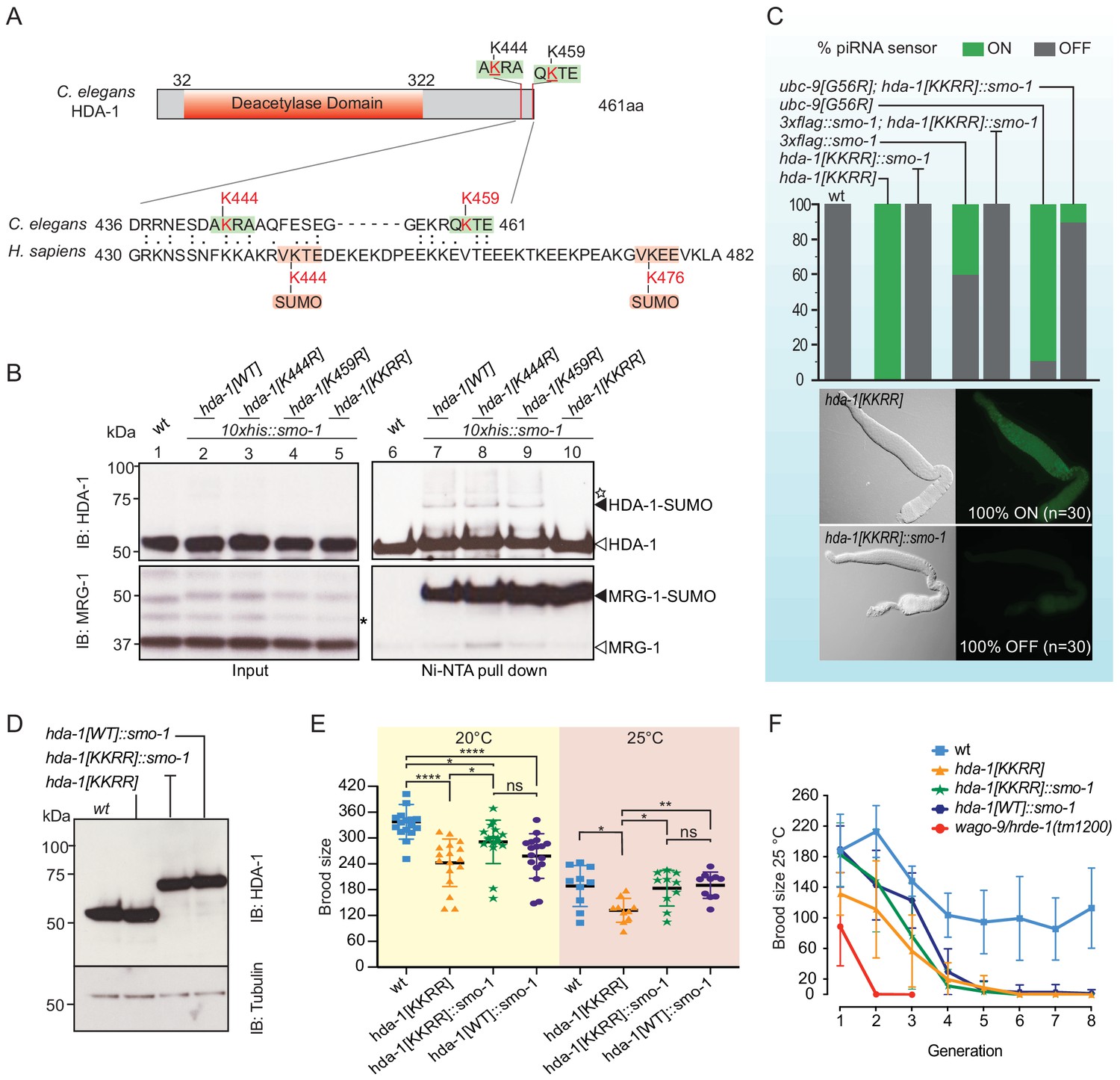 Figures And Data In HDAC1 SUMOylation Promotes Argonaute Directed