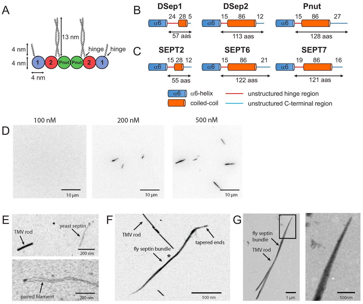 Mutant septins evade exclusion by quality control if assembled into