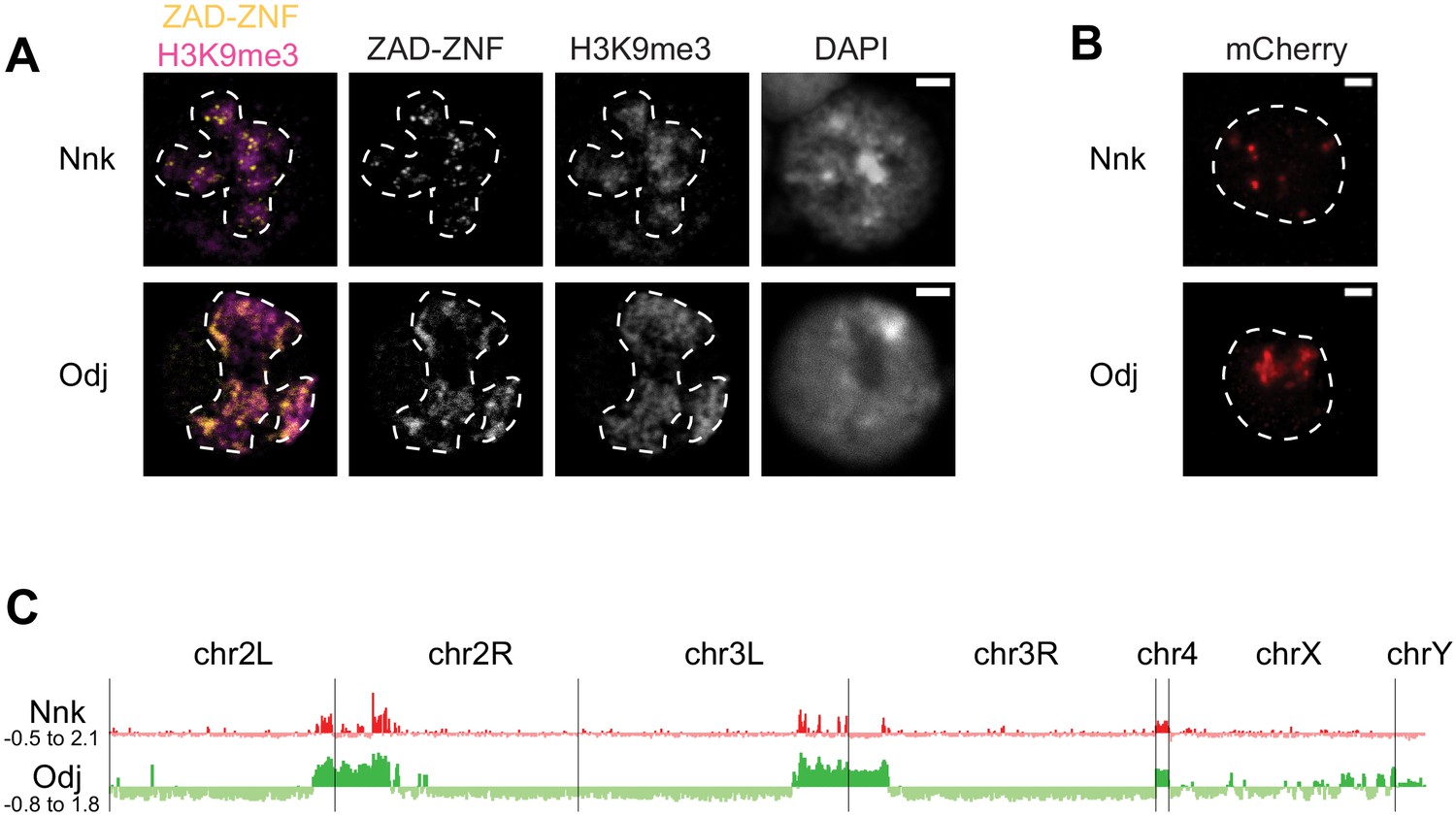 Innovation of heterochromatin functions drives rapid evolution of 