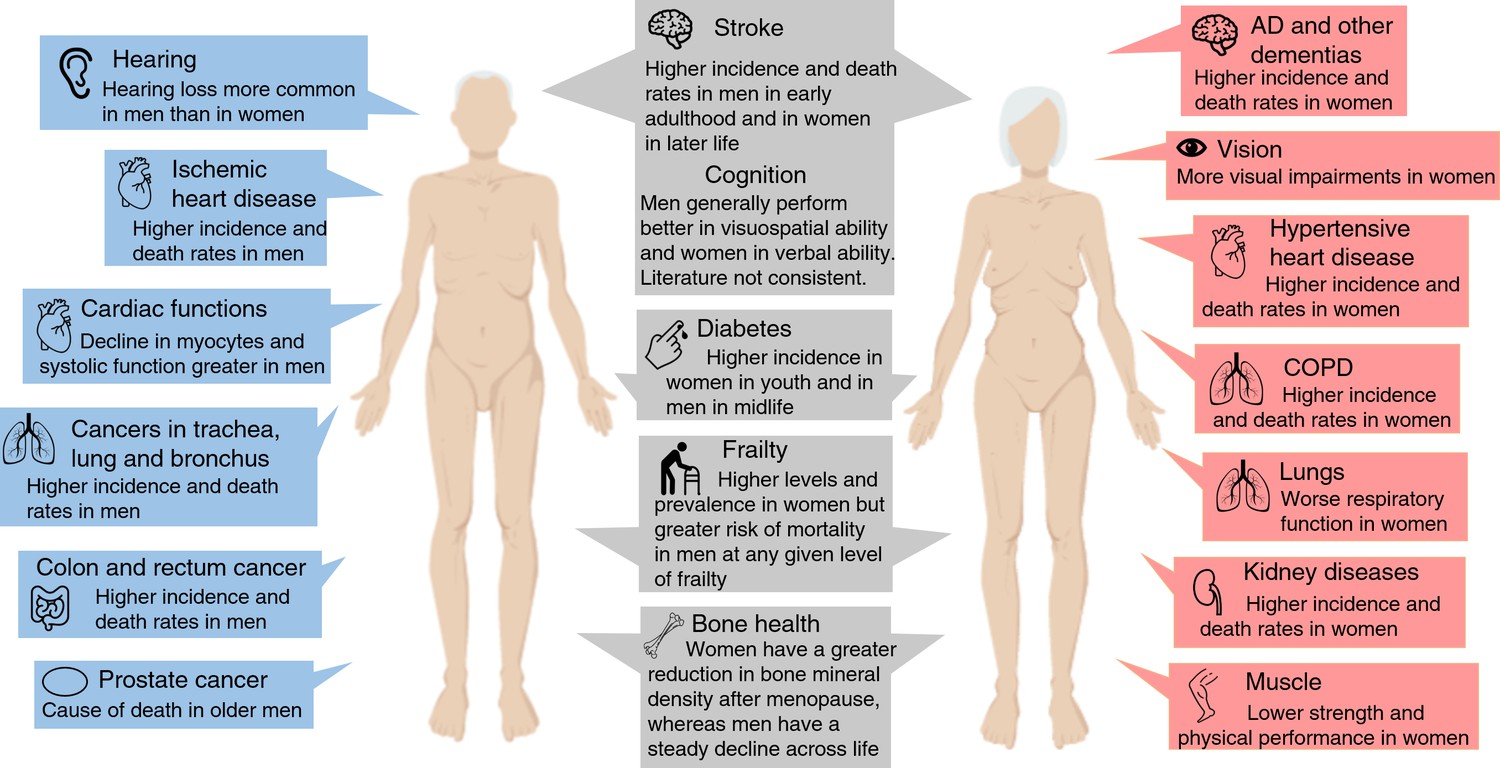 Sex differences in biological aging with a focus on human studies