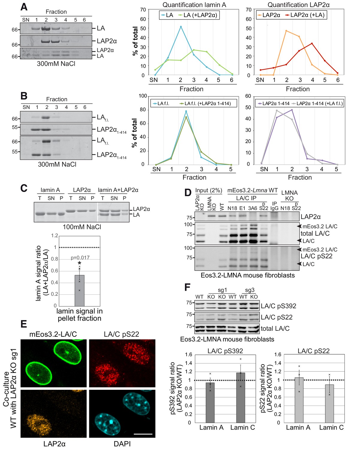 LAP2alpha maintains a mobile and low assembly state of A-type lamins in ...