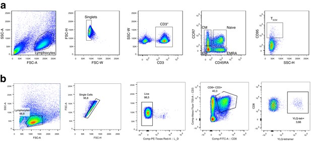 Figures and data in Longitudinal high-throughput TCR repertoire ...