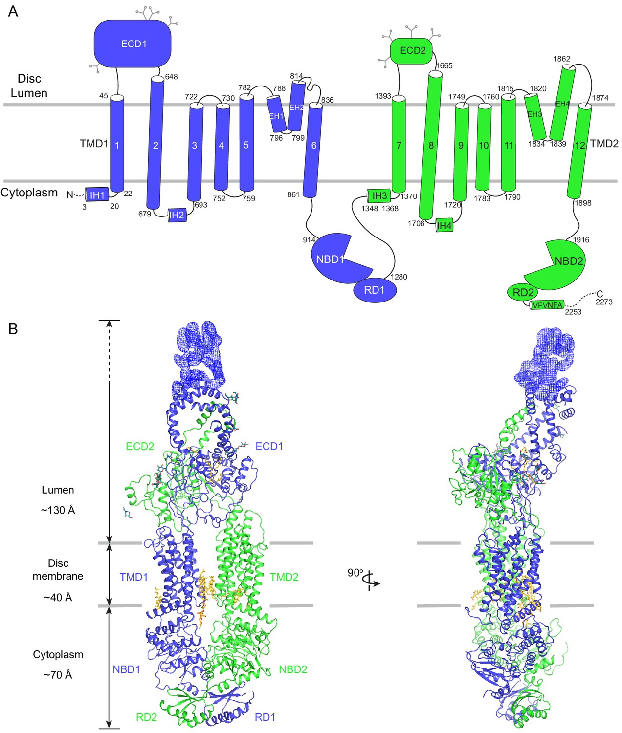 Molecular Structures Of The Eukaryotic Retinal Importer Abca4 Elife