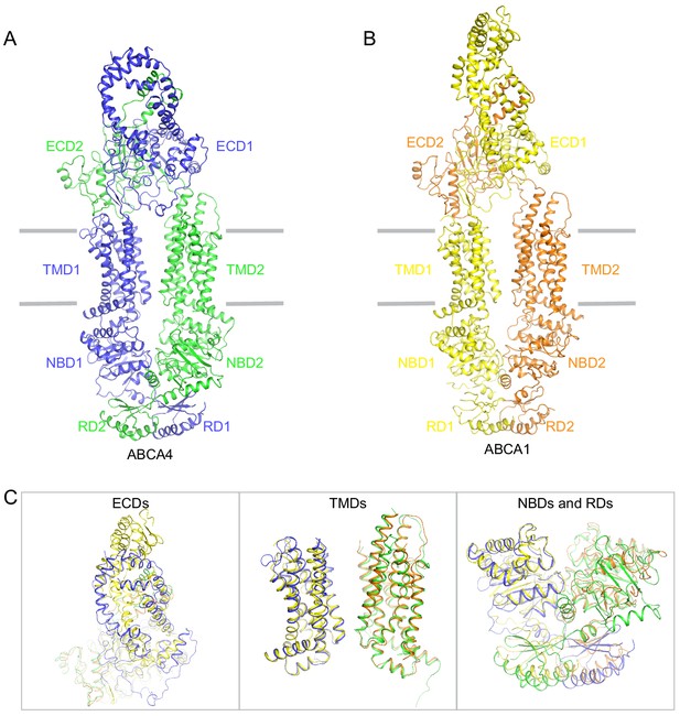 Figures and data in Molecular structures of the eukaryotic retinal ...