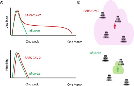 Viral load and contact heterogeneity predict SARS CoV 2 transmission and super spreading events eLife