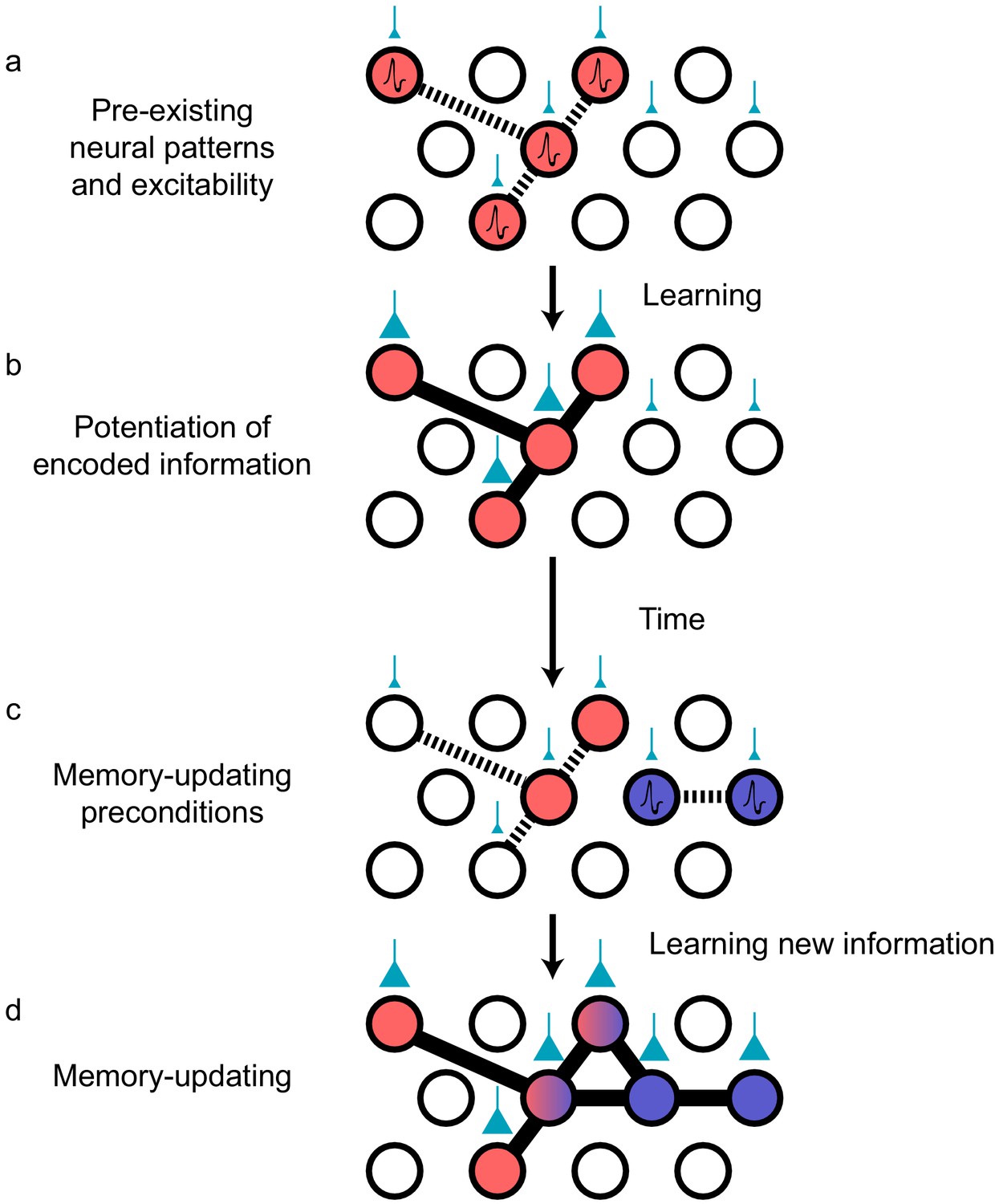 Engram neurons: Encoding, consolidation, retrieval, and forgetting of memory