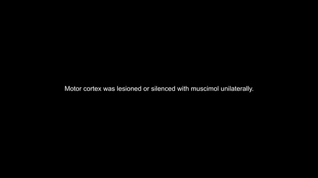 A rapid whisker-based decision underlying skilled locomotion in mice ...