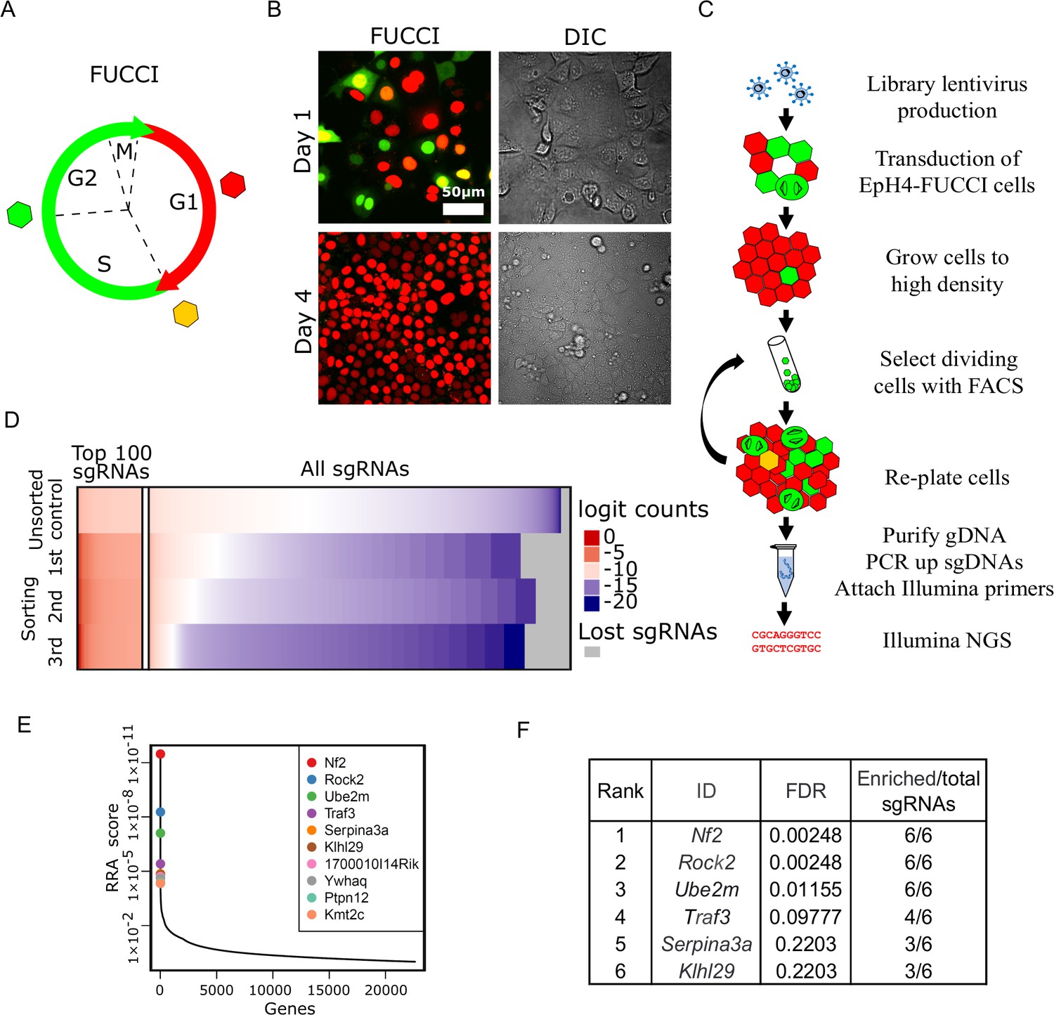 Figures And Data In Genome-wide CRISPR Screen Identifies Noncanonical ...