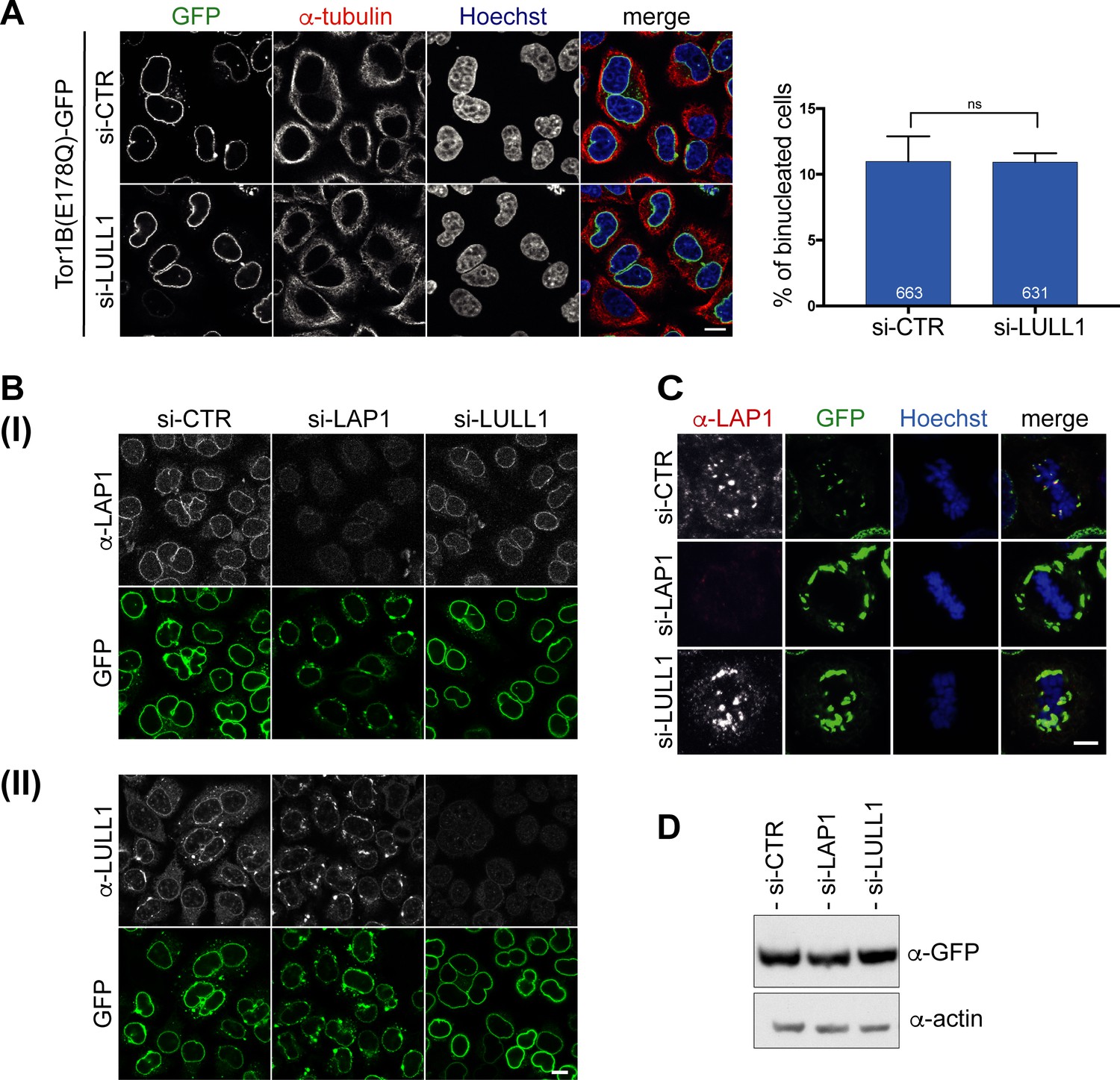 Figures and data in Torsin ATPases influence chromatin interaction of ...