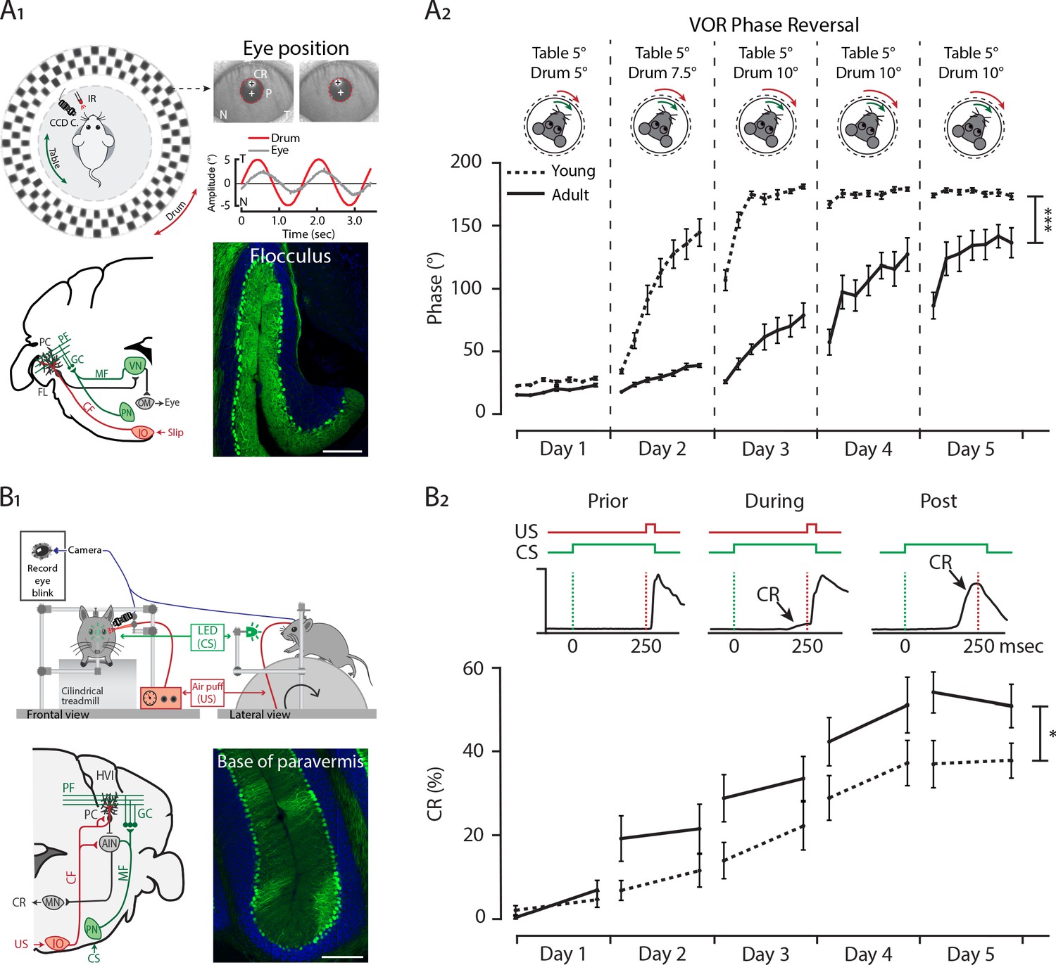 Differential spatiotemporal development of Purkinje cell