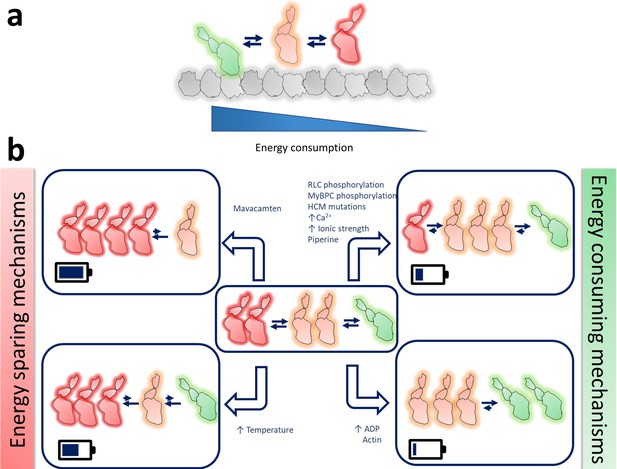 Figures and data in To lie or not to lie: Super-relaxing with myosins ...