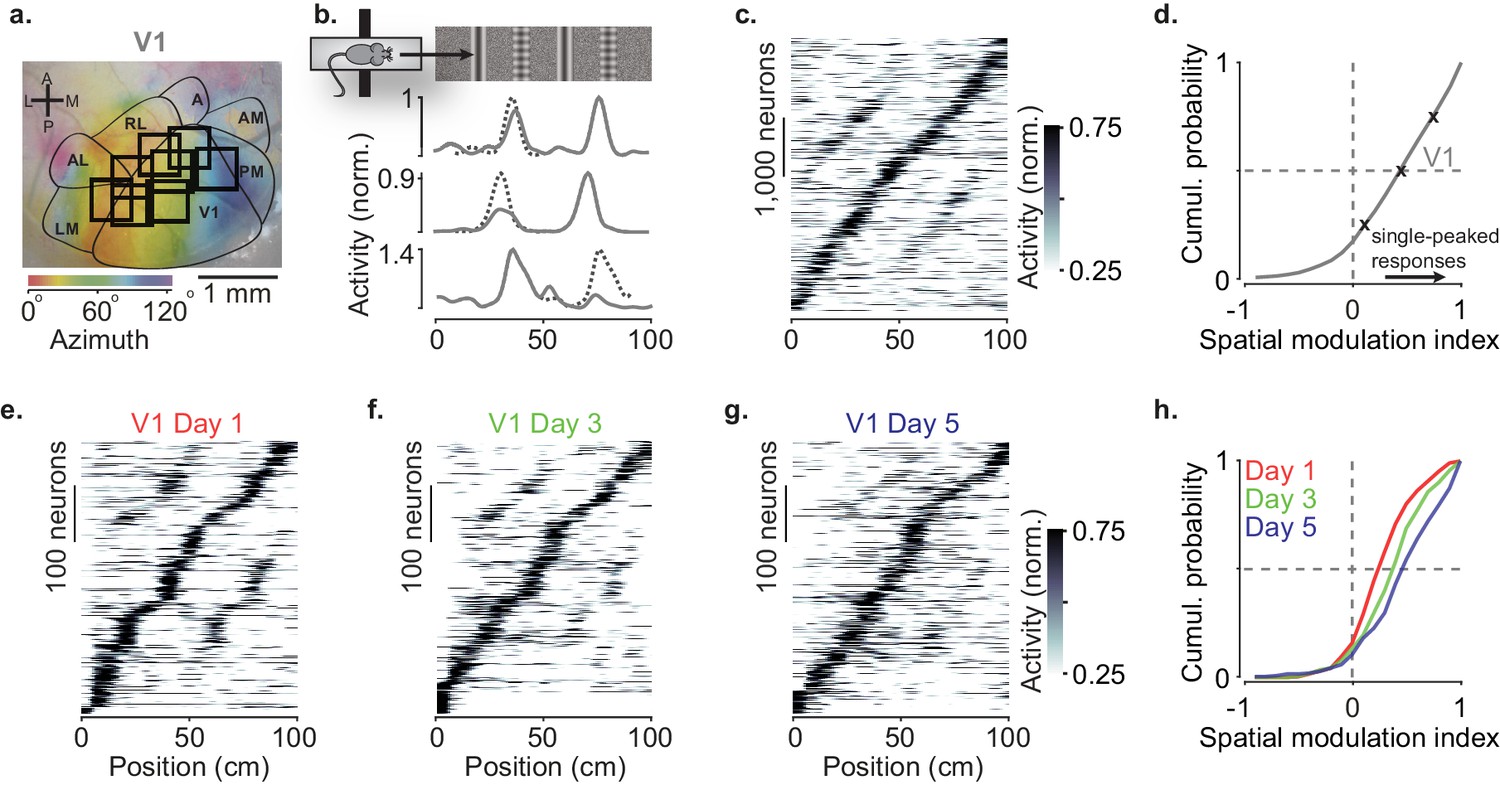 Spatial modulation of visual responses arises in cortex with active ...