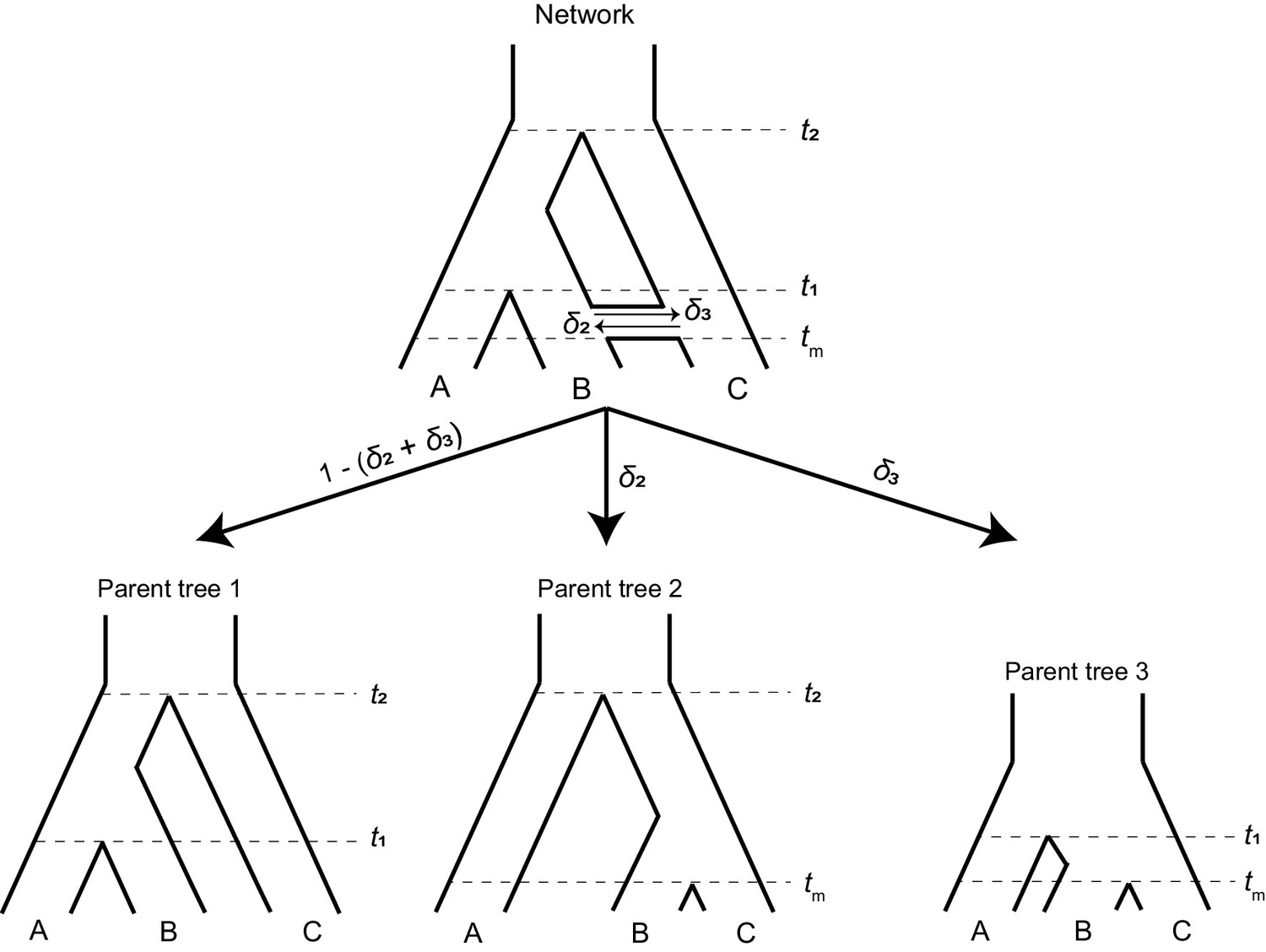 Determining the probability of hemiplasy in the presence of