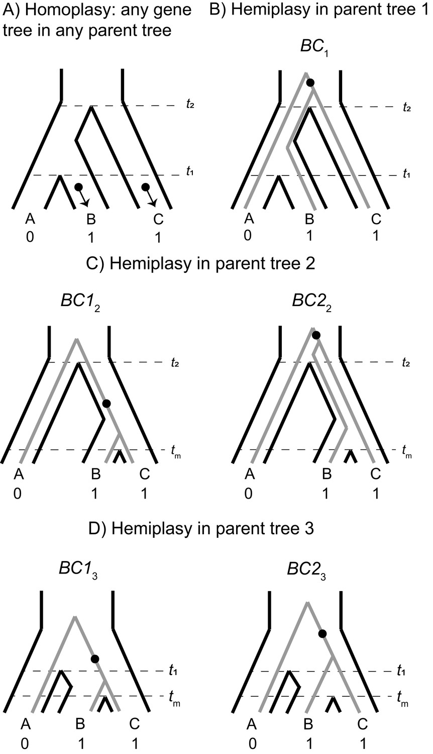 h_ Determining the probability of hemiplasy in the presence of
