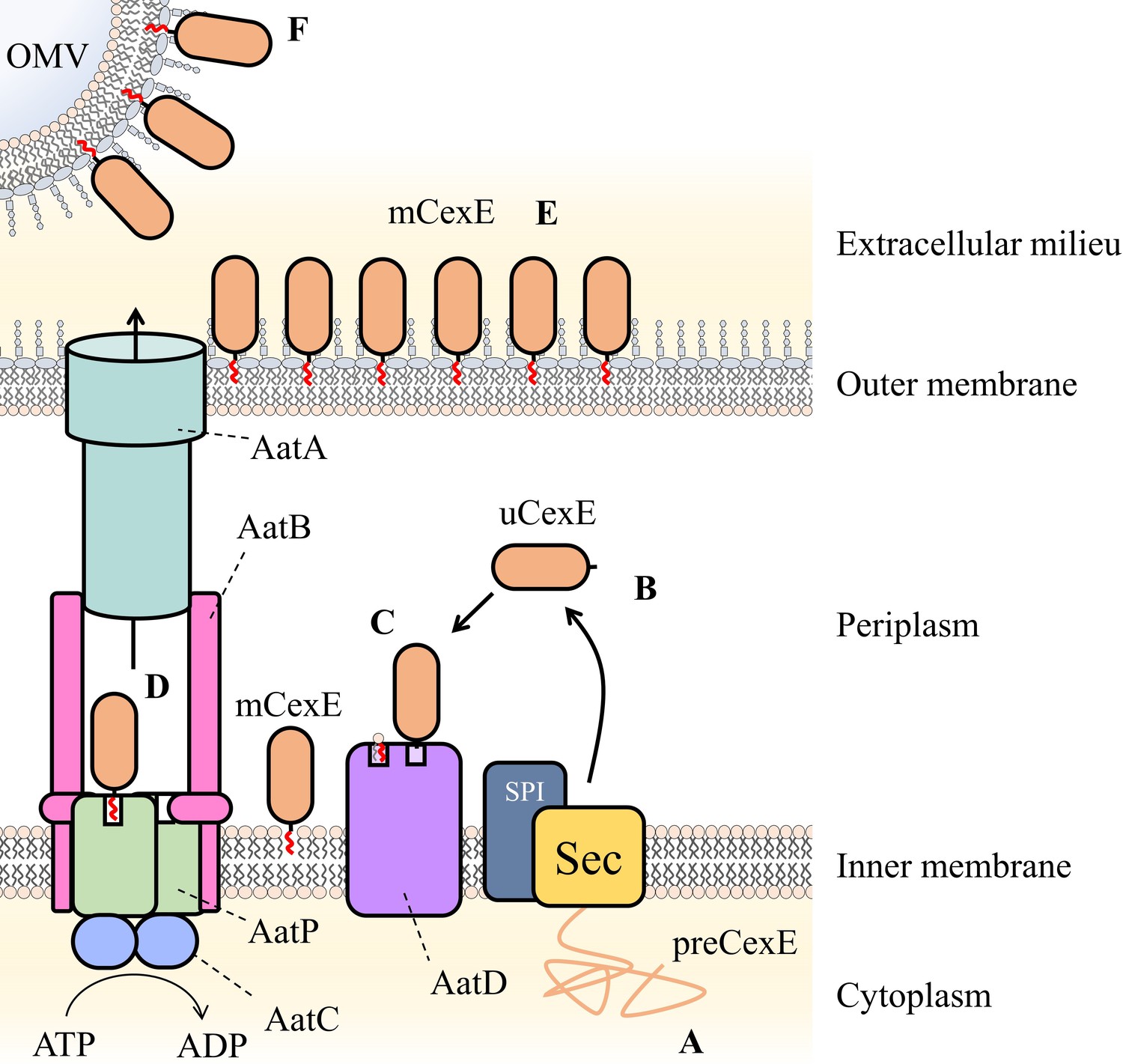 Figures and data in Glycine acylation and trafficking of a new class of ...