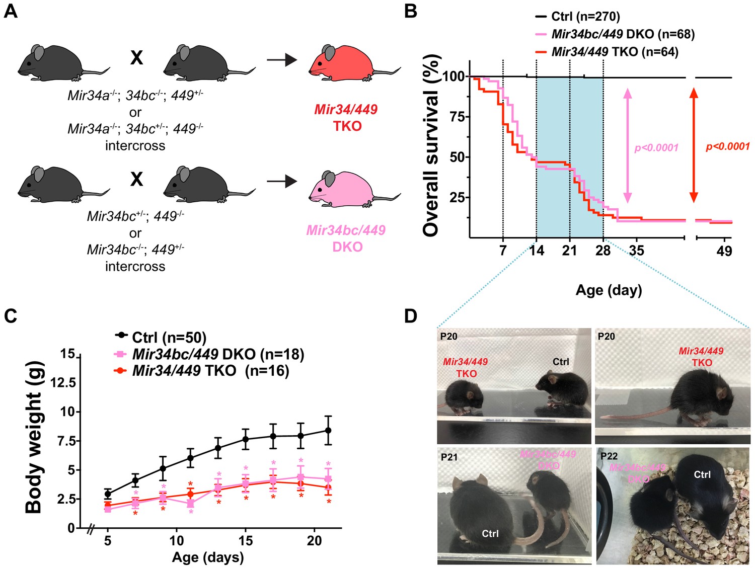 MicroRNAs mediate precise control of spinal interneuron populations to ...