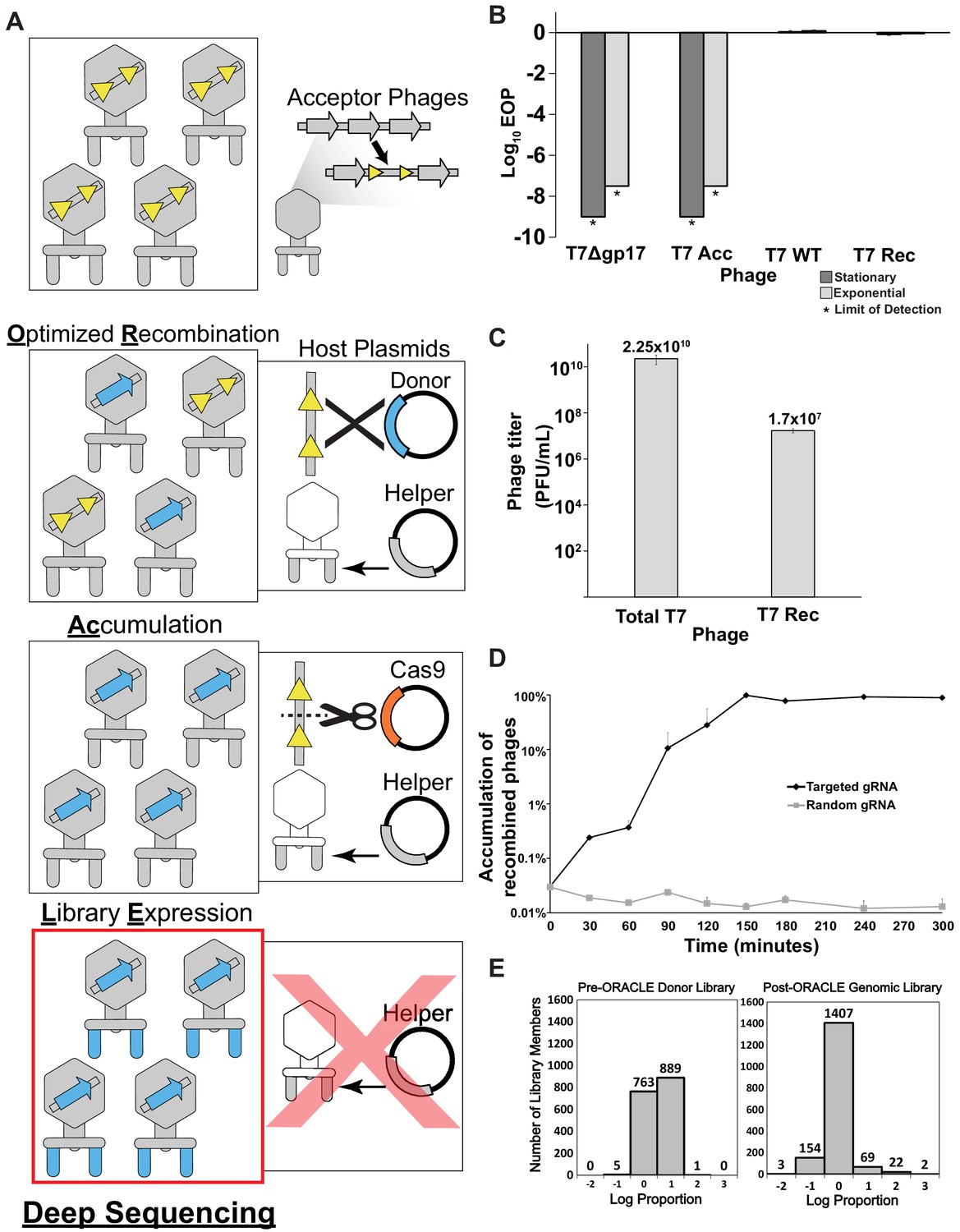 Mapping The Functional Landscape Of The Receptor Binding Domain Of T7 ...