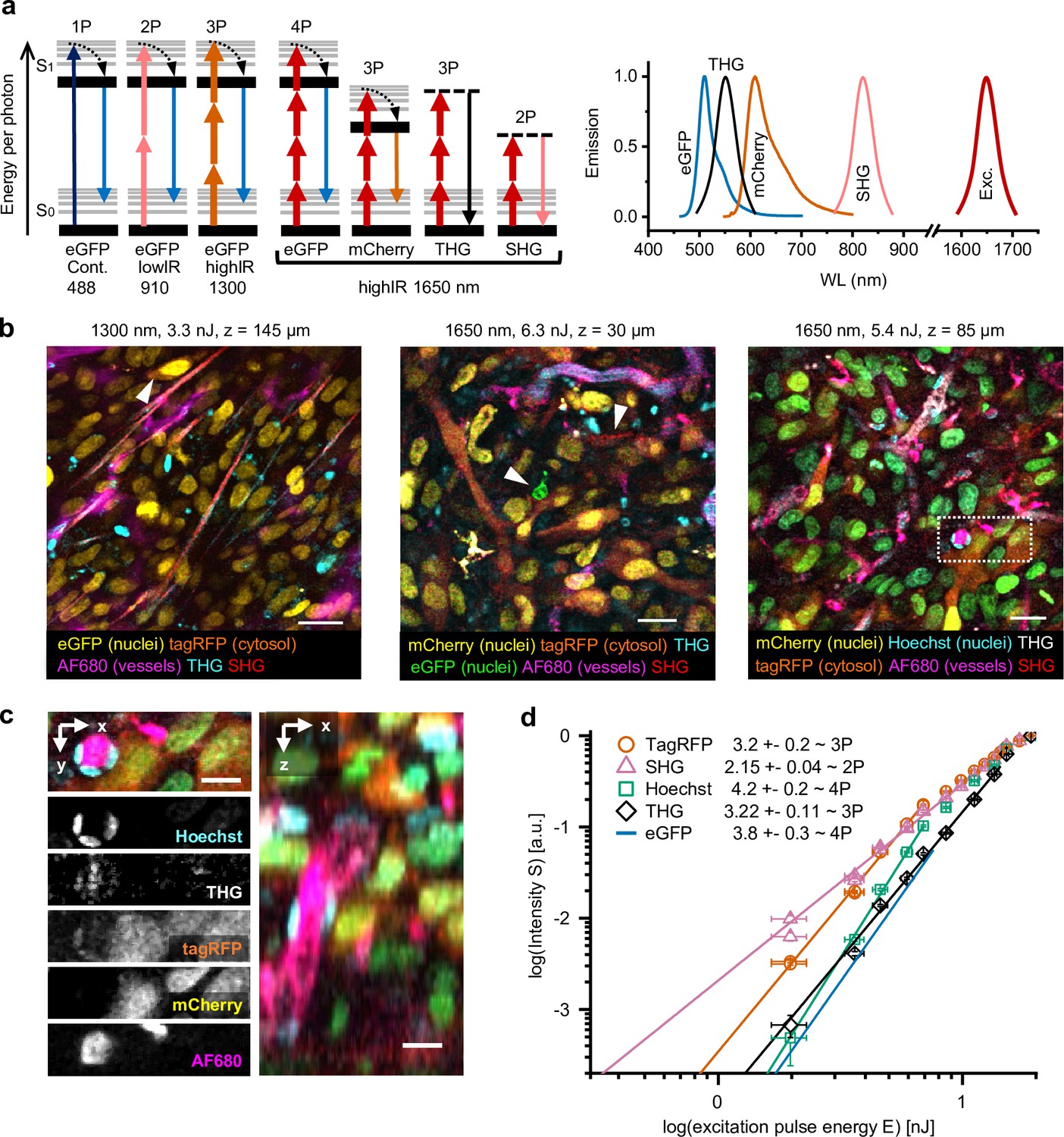 Intravital Deep Tumor Single Beam Photon Photon And Harmonic