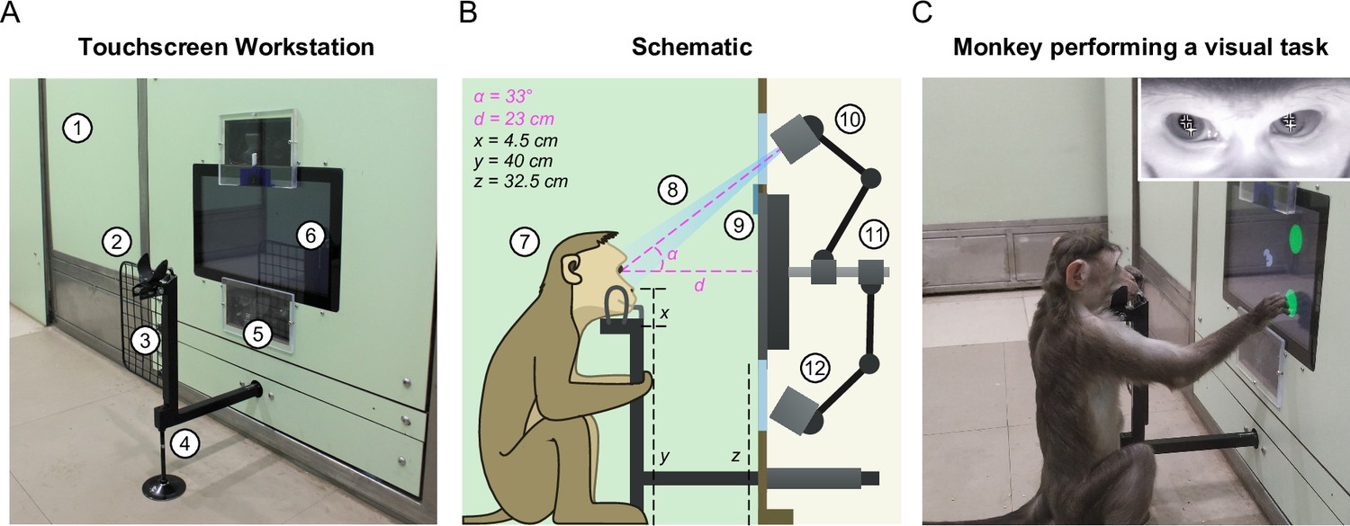 A naturalistic environment to study visual cognition in unrestrained  monkeys | eLife