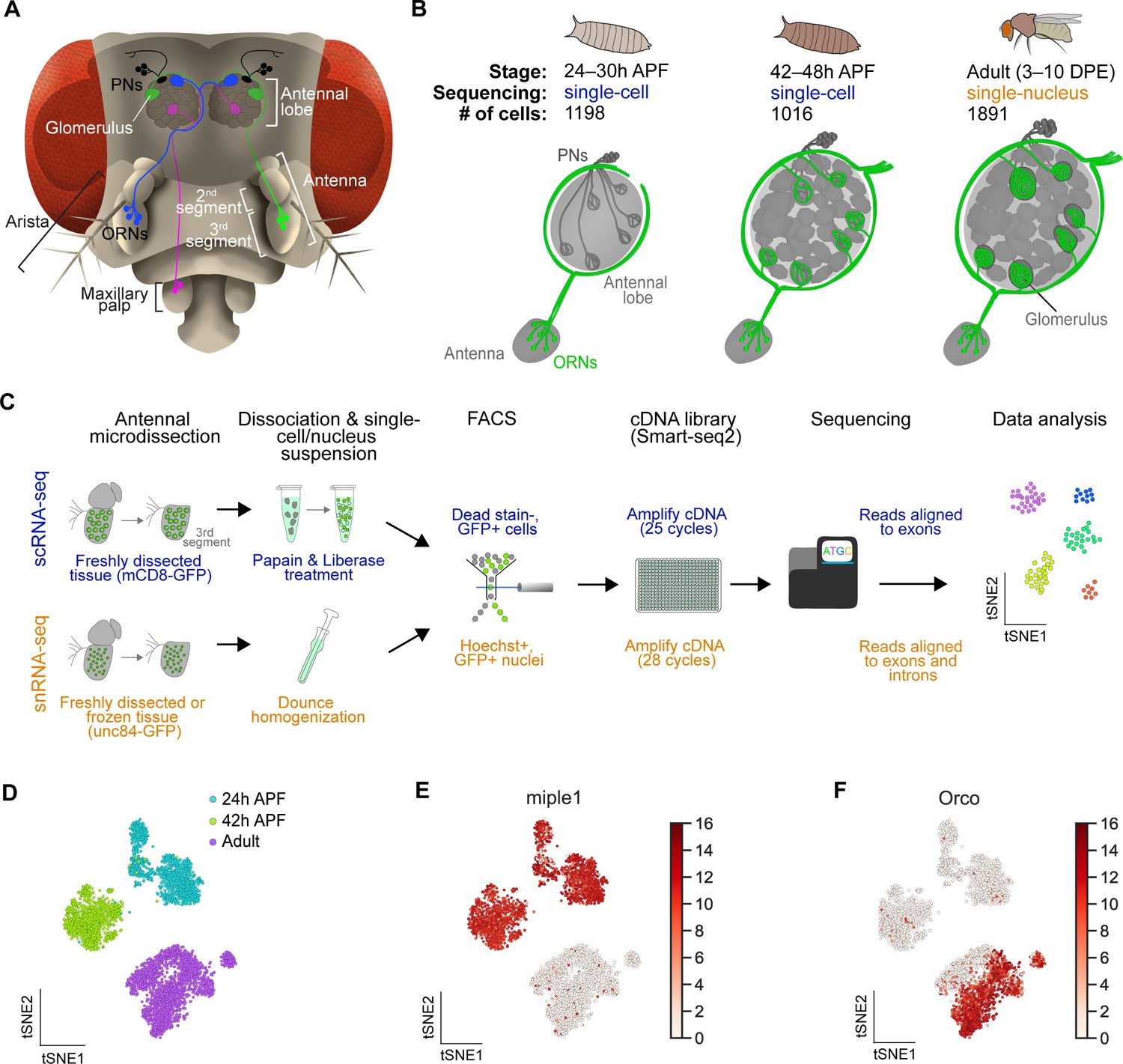 Single-cell Transcriptomes Of Developing And Adult Olfactory Receptor ...