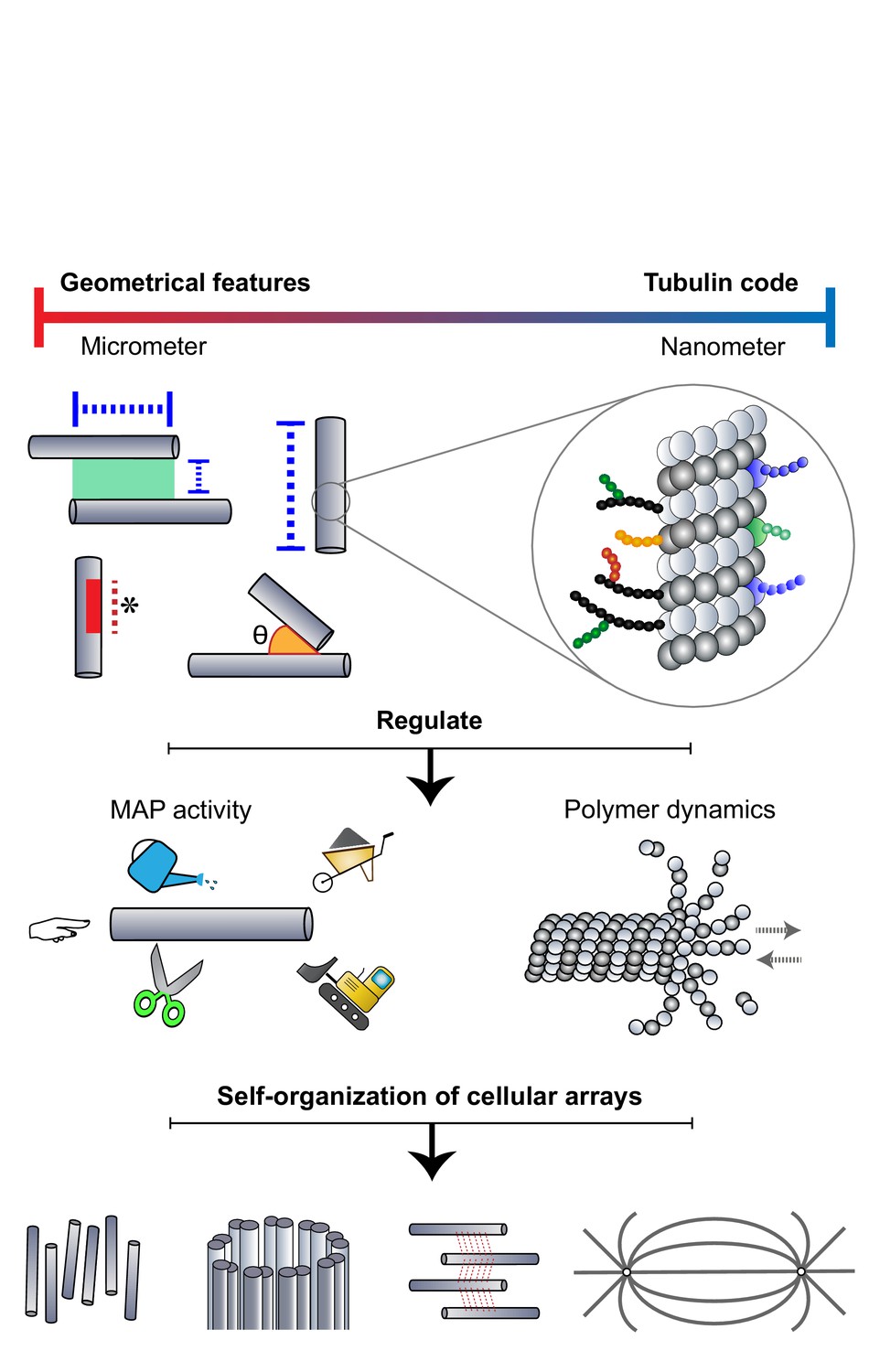 Micron-scale geometrical features of microtubules as