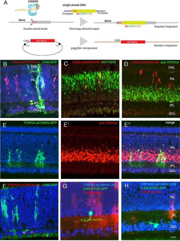 A cell atlas of the chick retina based on single-cell transcriptomics ...