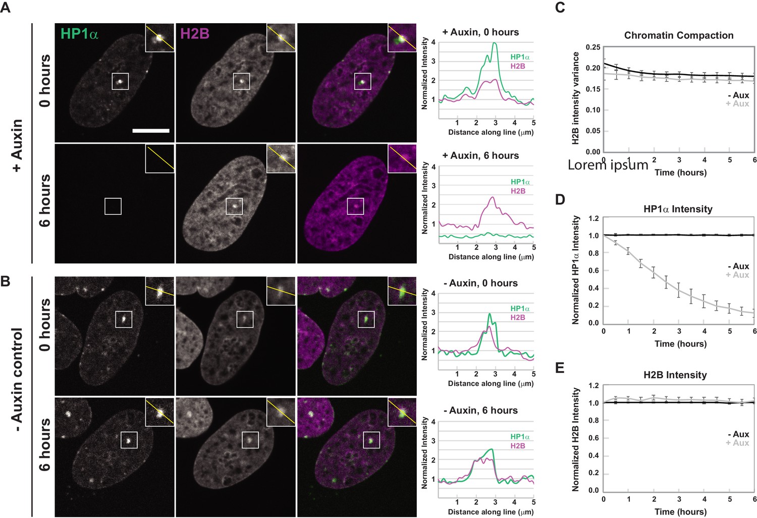 Figures and data in HP1α is a chromatin crosslinker that controls ...