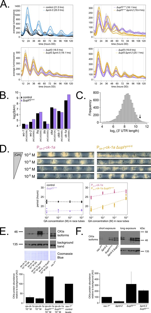 Figures and data in PRD-2 directly regulates casein kinase I and ...