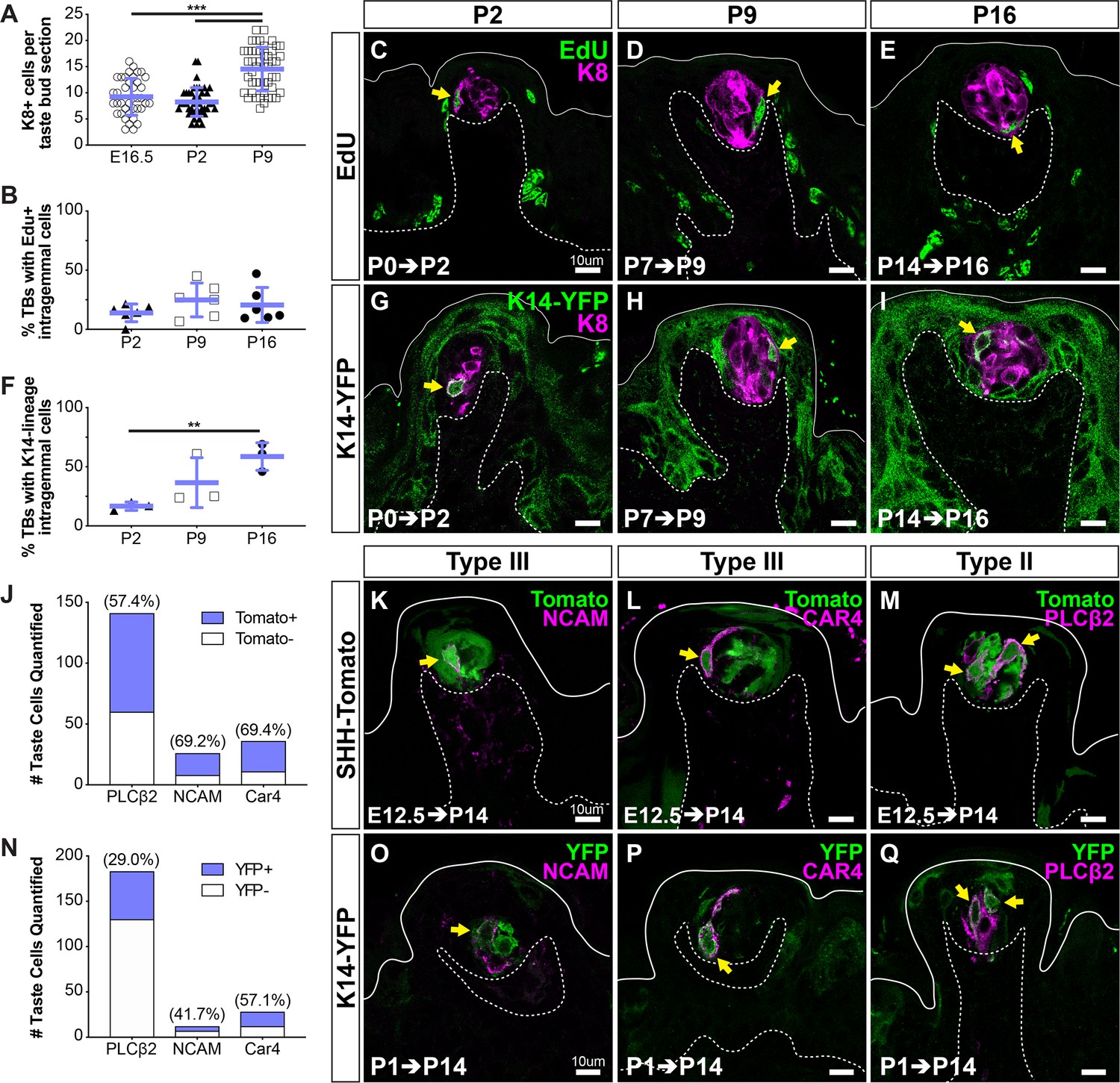 Figures And Data In Onset Of Taste Bud Cell Renewal Starts At Birth And ...