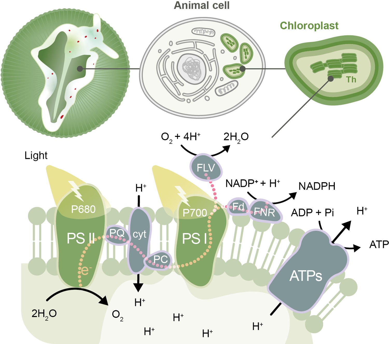 Photosynthesis: On the art of stealing chloroplasts | eLife