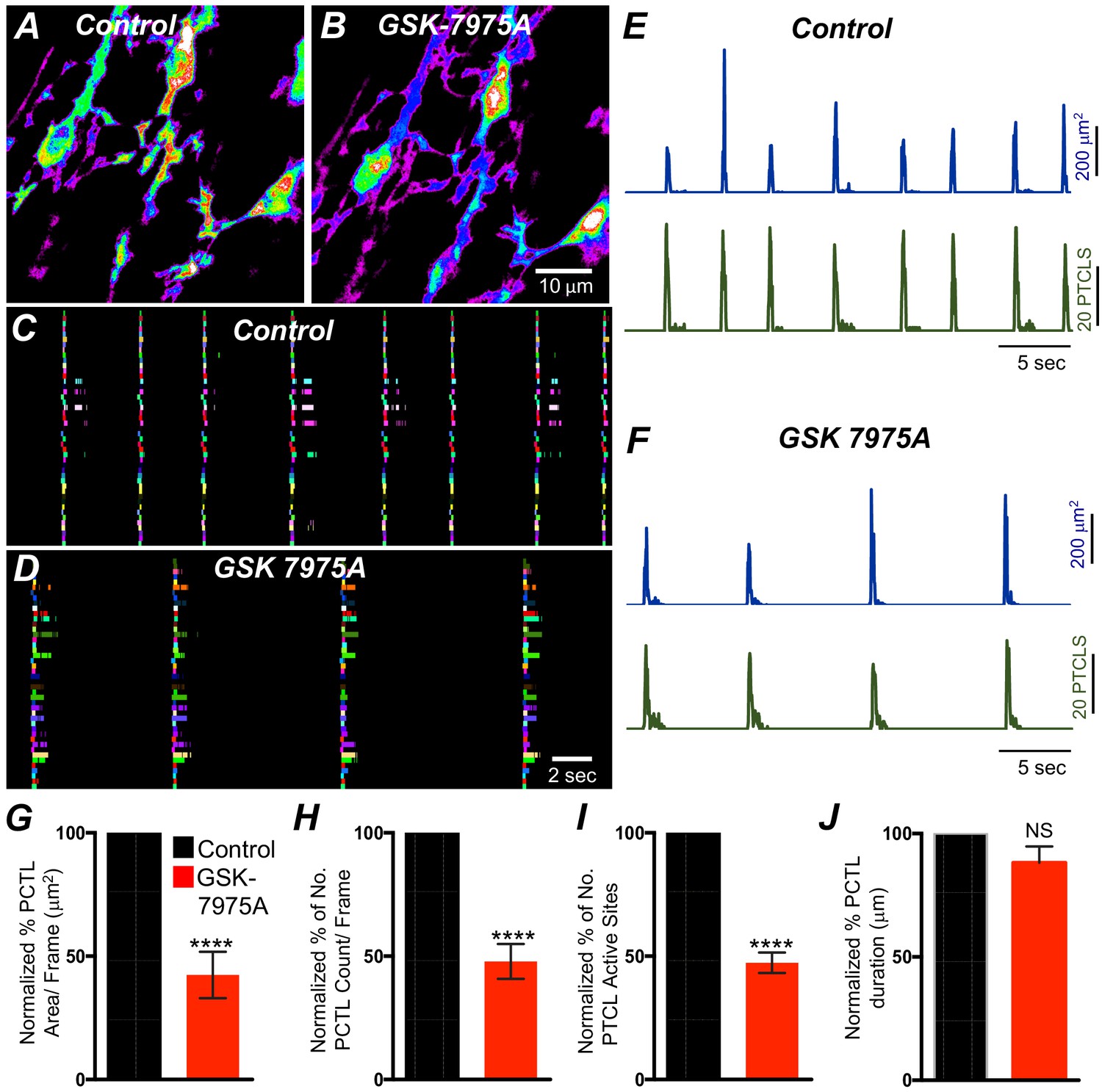 Figures And Data In Ca2+ Signaling Driving Pacemaker Activity In ...