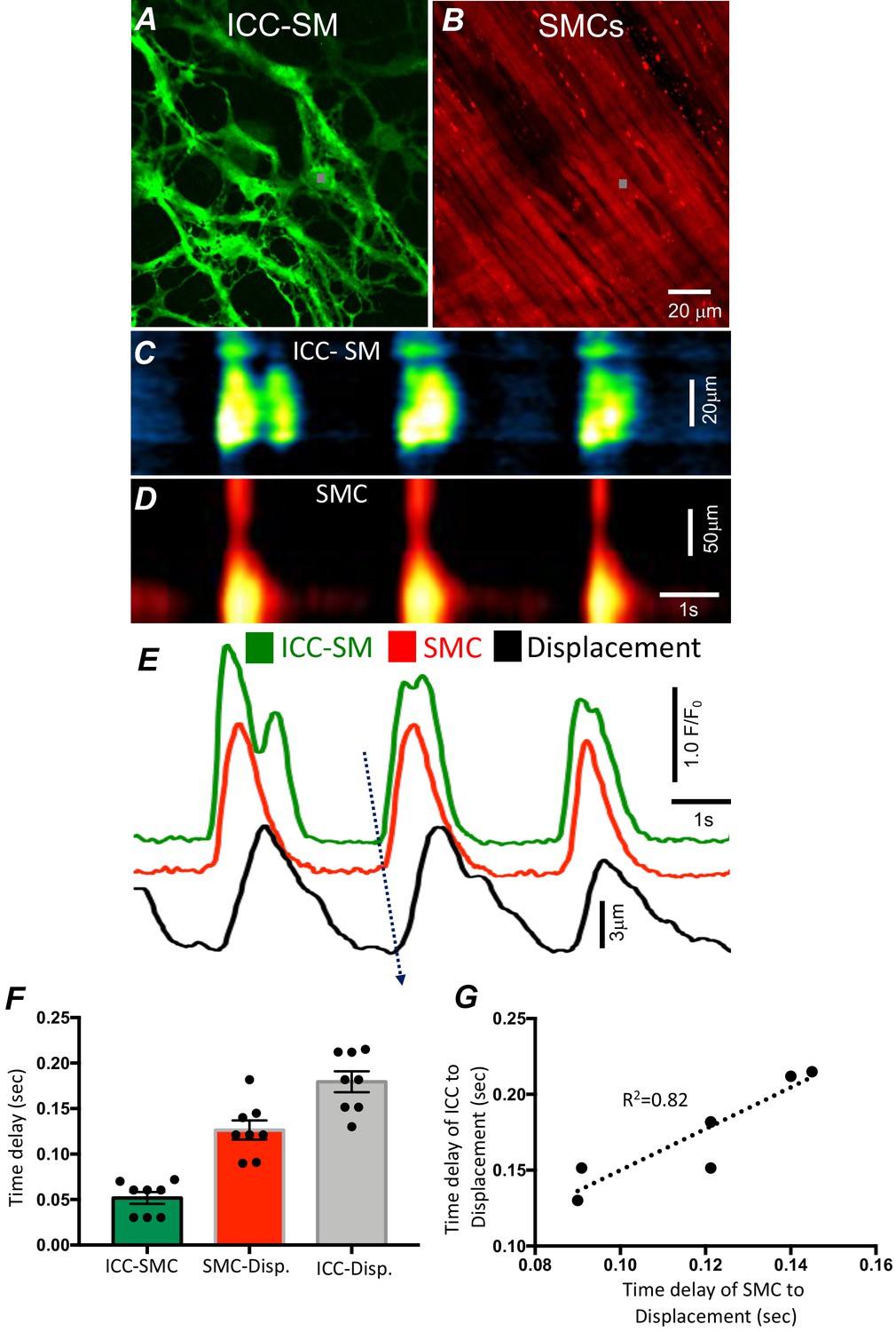 Figures And Data In Ca2+ Signaling Driving Pacemaker Activity In ...