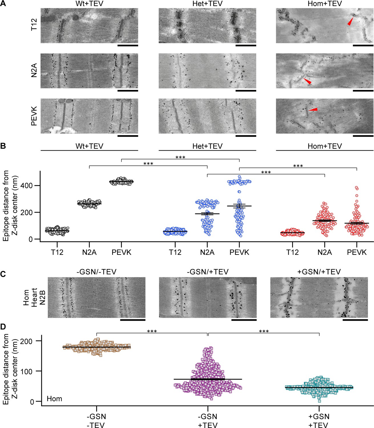 Graded Titin Cleavage Progressively Reduces Tension And Uncovers The Source Of A Band Stability In Contracting Muscle Elife