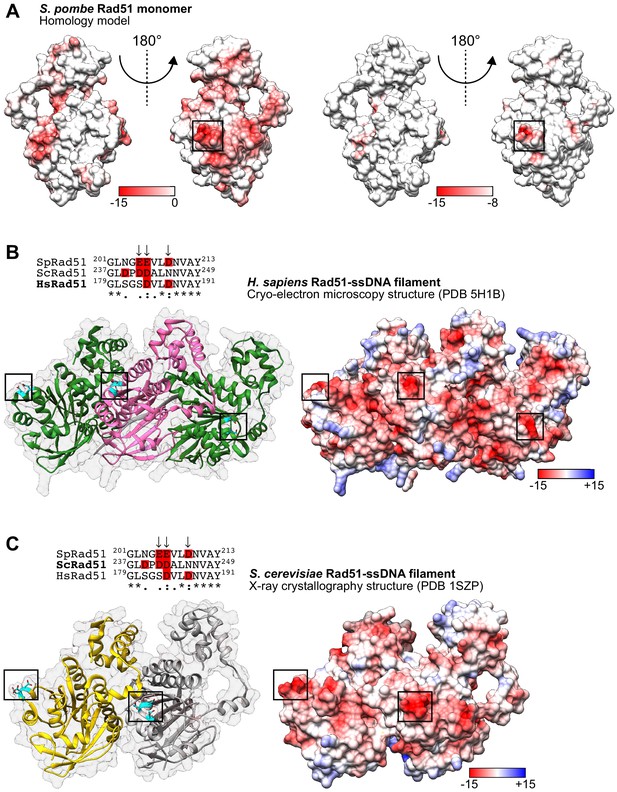 Figures and data in A novel motif of Rad51 serves as an interaction hub ...