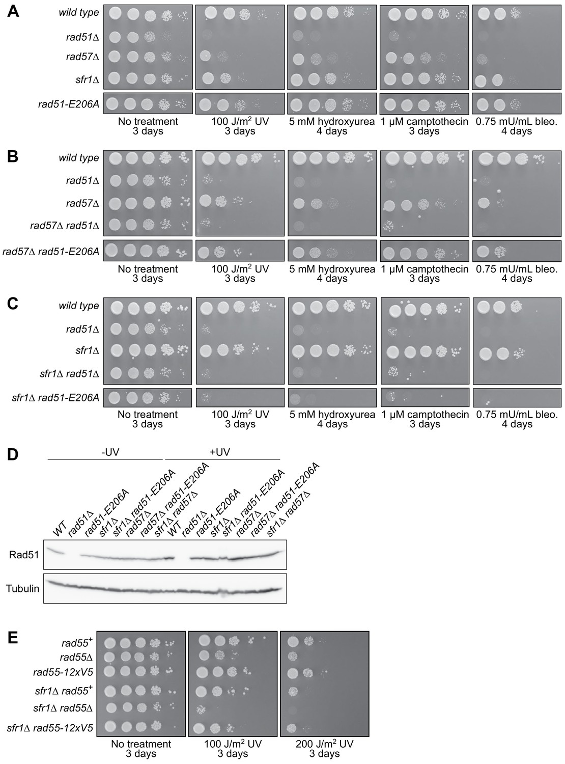 Figures and data in A novel motif of Rad51 serves as an 