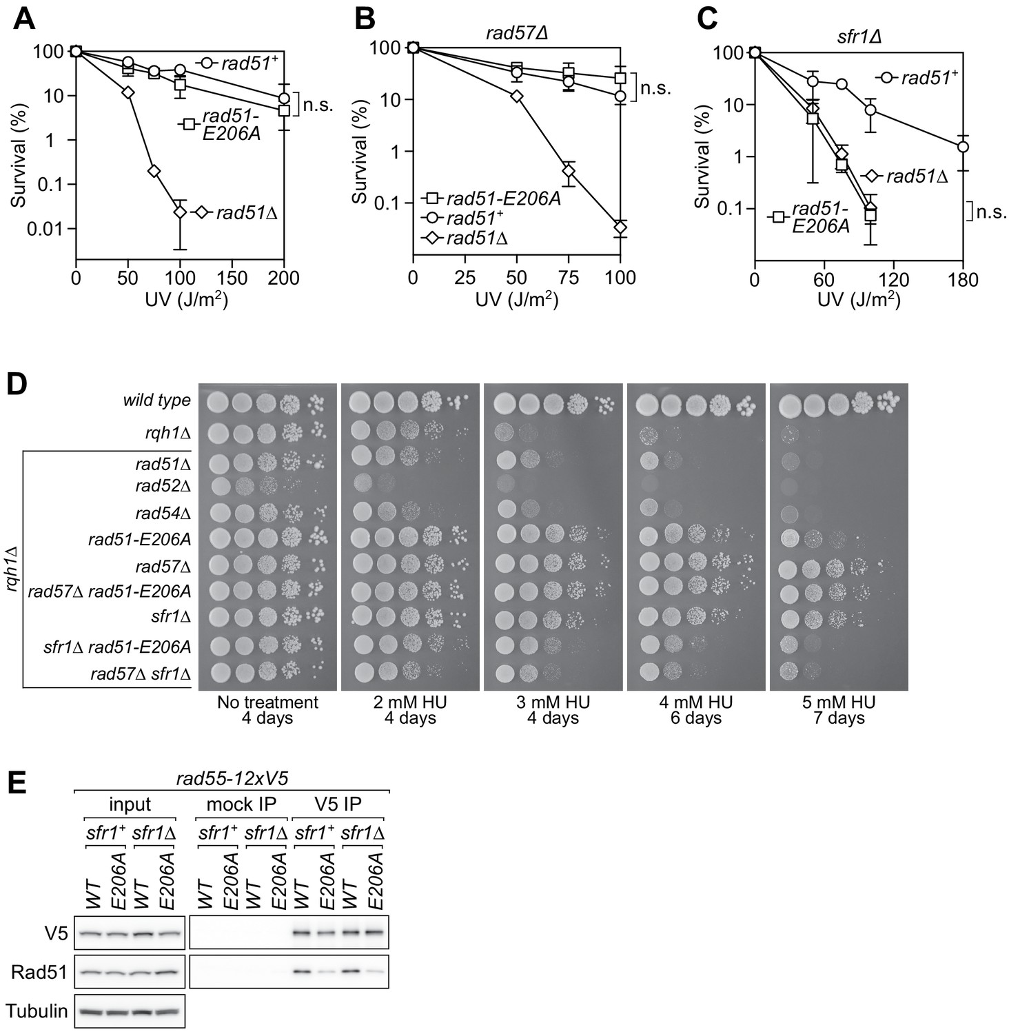 Figures And Data In A Novel Motif Of Rad51 Serves As An Interaction Hub 