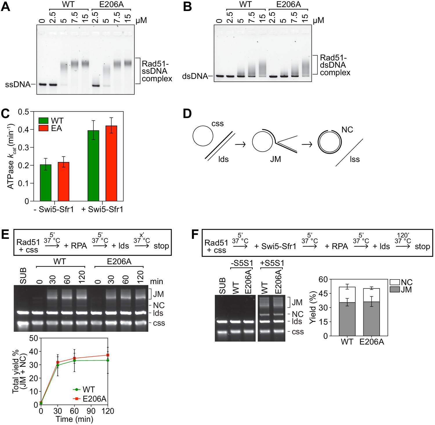 Figures And Data In A Novel Motif Of Rad51 Serves As An Interaction Hub ...