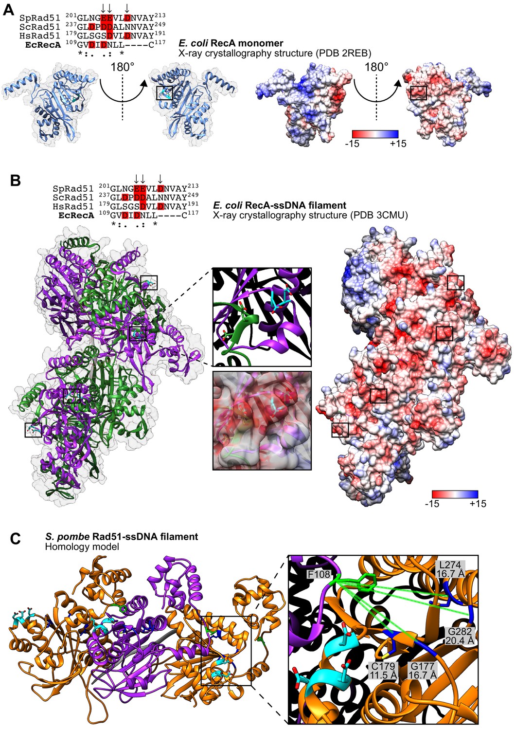 Figures and data in A novel motif of Rad51 serves as an 