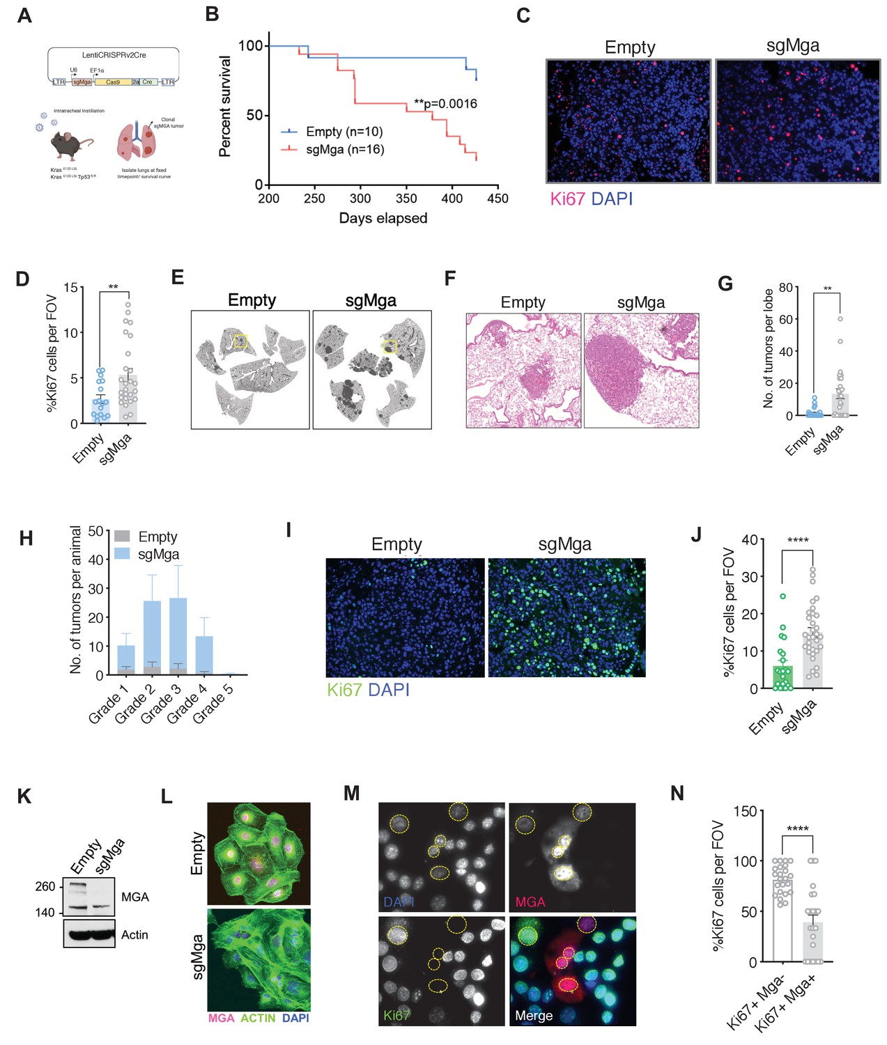 Loss of MGA repression mediated by an atypical polycomb complex ...