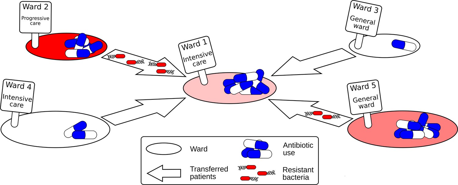 Antibiotics Modelling How Antimicrobial Resistance Spreads Between Wards Elife 1374