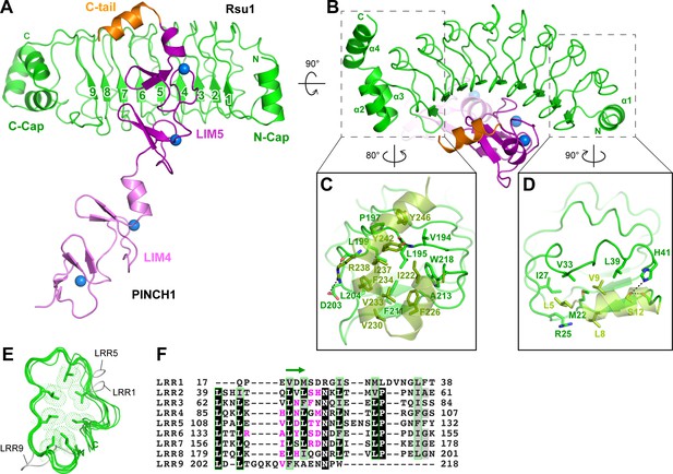 Complex structures of Rsu1 and PINCH1 reveal a regulatory mechanism of ...