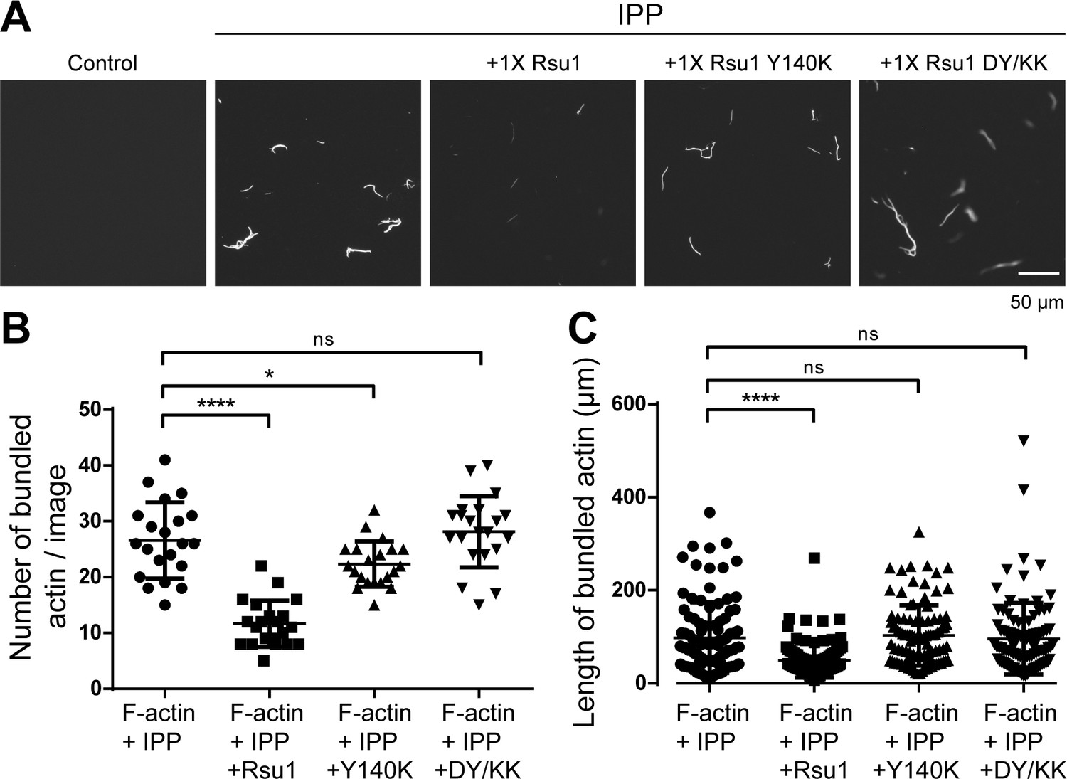 Figures And Data In Complex Structures Of Rsu And Pinch Reveal A