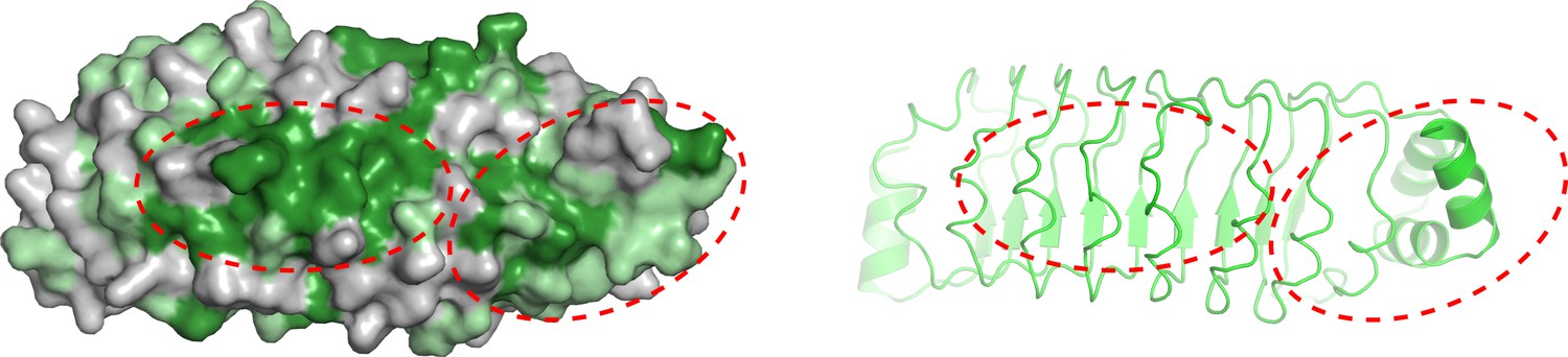 Figures And Data In Complex Structures Of Rsu And Pinch Reveal A