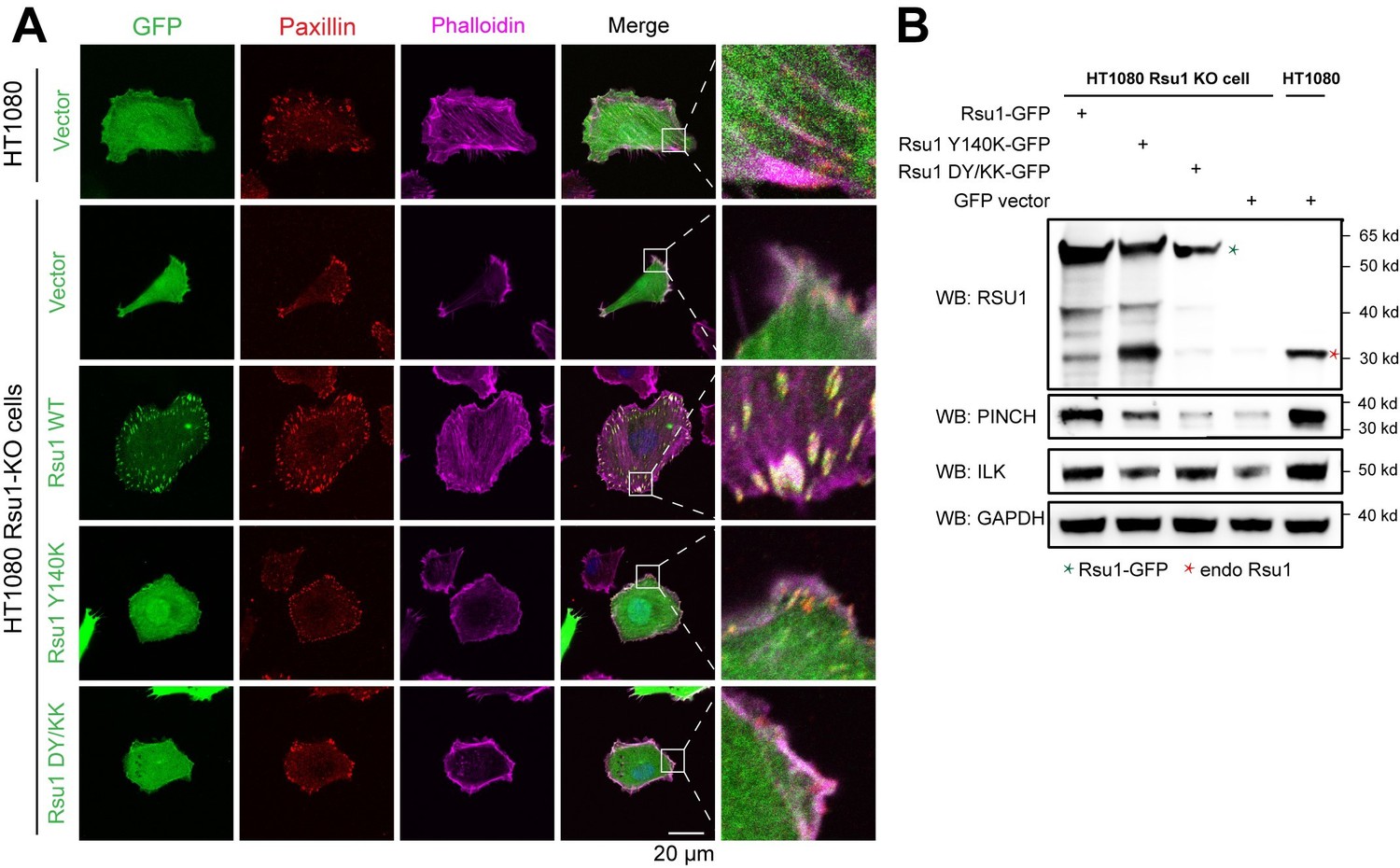 Figures And Data In Complex Structures Of Rsu And Pinch Reveal A