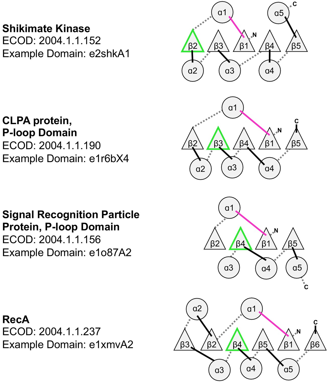 On The Emergence Of P Loop Ntpase And Rossmann Enzymes From A Beta Alpha Beta Ancestral Fragment Elife